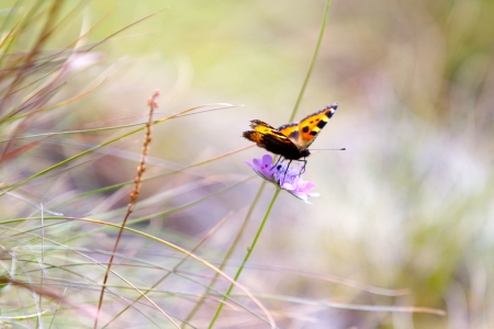 Orange, brown and golden butterfly on a purpe plant in the fieldの写真素材