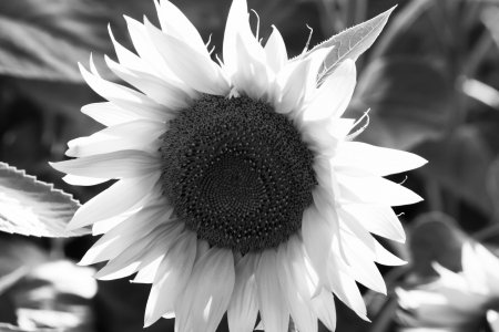 Conte-jour black and white image of a sunflowerの写真素材