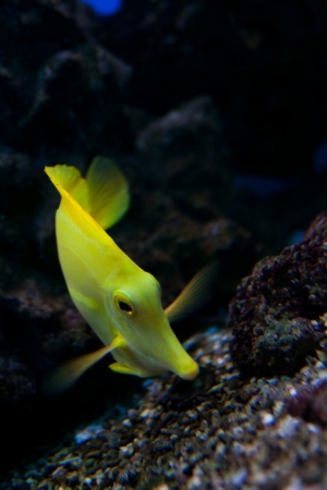 Yellow tang (Zebrasoma flavescens) aquarium fishの写真素材