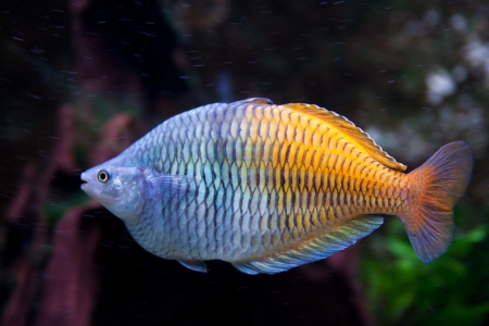 Blue and orange aquarium fish