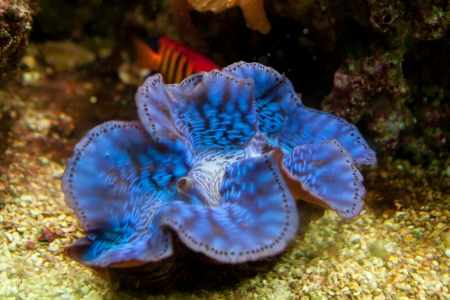 Underwater view of aquarium fishの写真素材