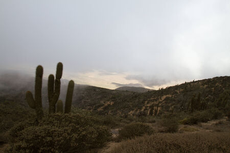 Bosque de Fray Jorge national park  Bosque Fray Jorge national park  Parque Nacional Bosque Fray Jorge , UNESCO Biosphere reserve in the Limari­ Province, Coquimbo Region, Chileの写真素材