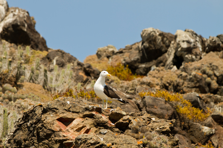 Nature and wildlife sanctuary in Isla Damas, Punta de Choros, La Serena, Chileの写真素材