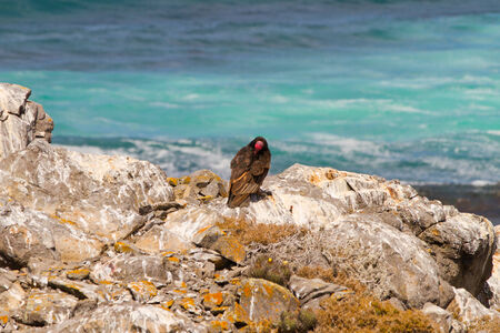 Nature and wildlife sanctuary in Isla Damas, Punta de Choros, La Serena, Chileの写真素材