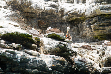 Nature and wildlife sanctuary in Isla Damas, Punta de Choros, La Serena, Chileの写真素材