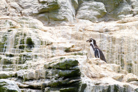 Nature and wildlife sanctuary in Isla Damas, Punta de Choros, La Serena, Chileの写真素材
