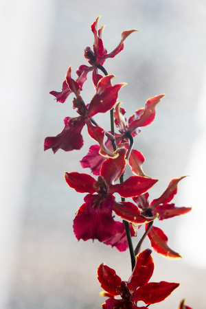 Closeup of orchids over white backgroundの写真素材