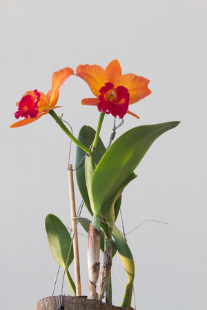 Close-up of orchids over white backgroundの写真素材