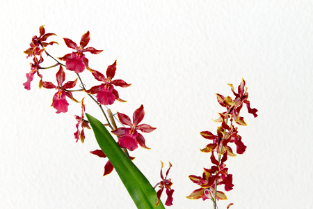 Close-up of orchids over white backgroundの写真素材