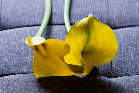Yellow calla lily on sofaの写真素材