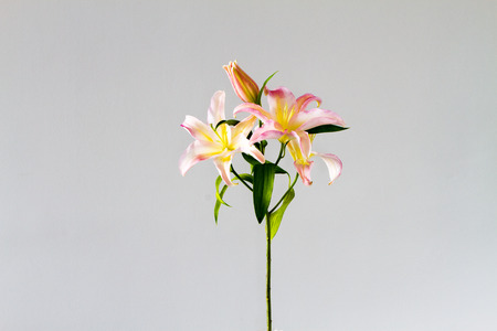 Pink lily over light backgroundの写真素材