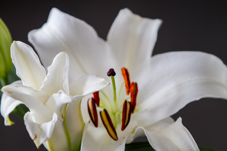 White lily ilium over black backgroundの写真素材