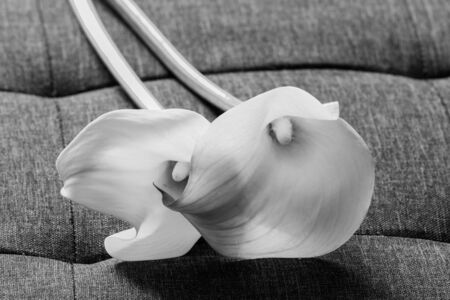 Black and white calla lily on sofaの写真素材