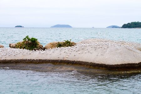 Flock of seagulls on small rocky islandの写真素材
