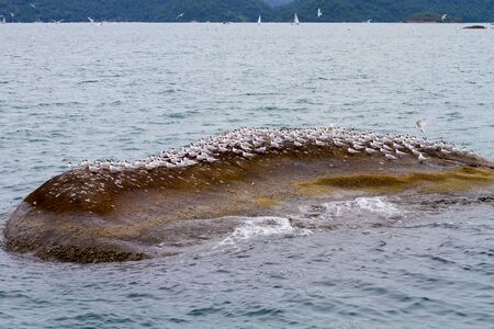 Flock of seagulls on small rocky islandの写真素材