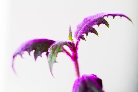 Close-up of Purple passion velvet houseplant (Gynura aurantiaca) leavesの写真素材