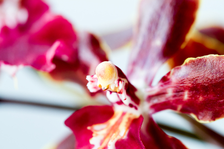 Close-up of orchids over white backgroundの写真素材