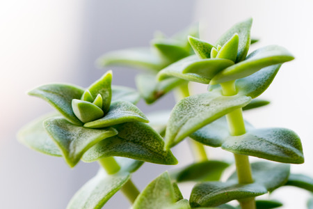 actus and succulent houseplants in pot on wooden floor.の写真素材