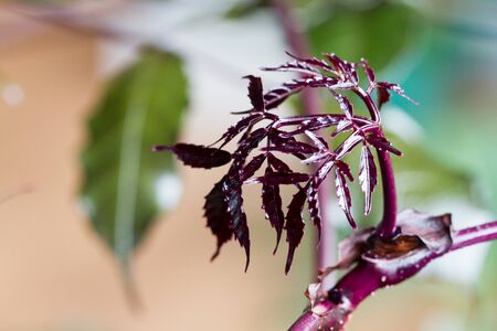 Close-up of burgundy leaves of ornamental house plant with backlightの写真素材