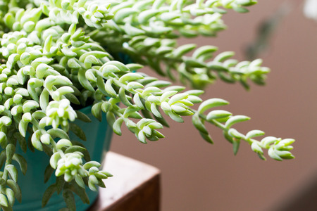 Sedum morganianum (Burro's Tail, Donkey's Tail, Lamb's Tail, Horse's Tail) World - Succulent plant native to Mexicoの写真素材