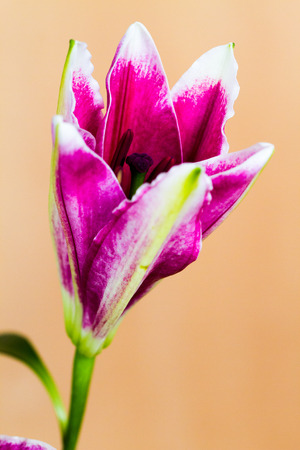 Purple lily closeupの写真素材