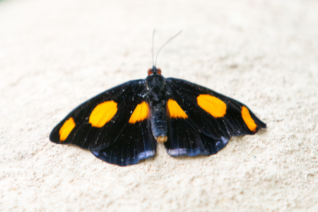 The Blue-frosted Banner, Blue-frosted Catone, Grecian Shoemaker, or Stoplight Catone (Catonephele numilia) black butterfly with orange spotsの写真素材
