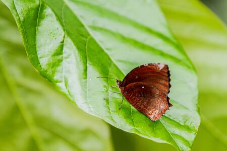 Close-up of butterfly over green backgroundの写真素材