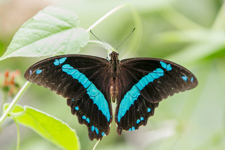 Blue and black Banded King Shoemaker Archaeoprepona demophoon butterfly on flower