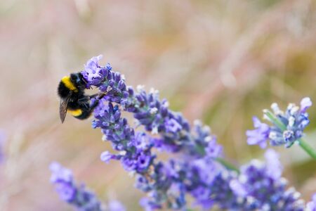 Rows of scented flowers with honey bees collecting  pollen and nectar in lavender fieldの写真素材