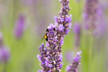 Rows of scented flowers with honey bees collecting  pollen and nectar in lavender fieldの写真素材