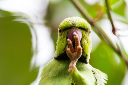 Red beak parrot hidding in the trees' leavesの写真素材