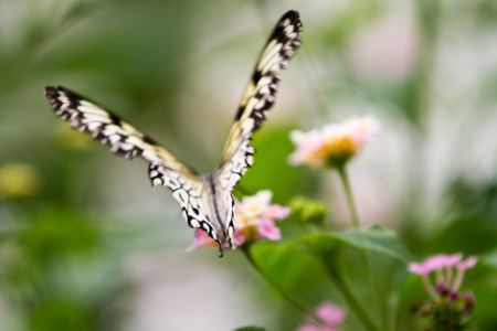 The Malabar tree-nymph or Malabar tree nymph (Idea malabarica white, yellow and black butterfly
