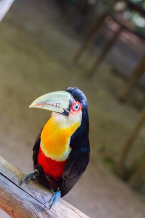Close-up of the toucan