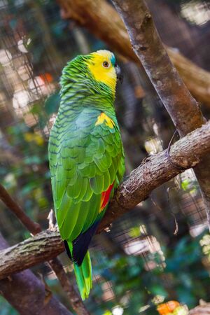 Turquoise-fronted amazon parrot