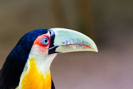 Close-up of the toucan in the Iguazu Waterfall National Parkの写真素材