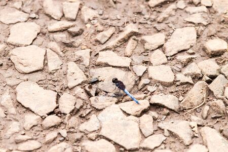 Close-up of colorful dragonfly at Iguazu Fallsの写真素材