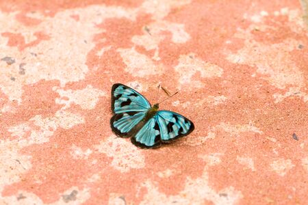 Close-up of colorful butterflyの写真素材
