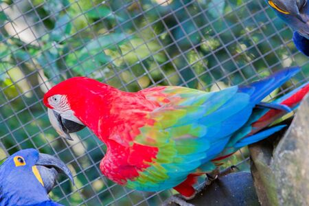 The green-winged macaw