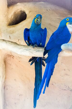 The hyacinth macaw, or hyacinthine macaw, parrot native to central and eastern South America.