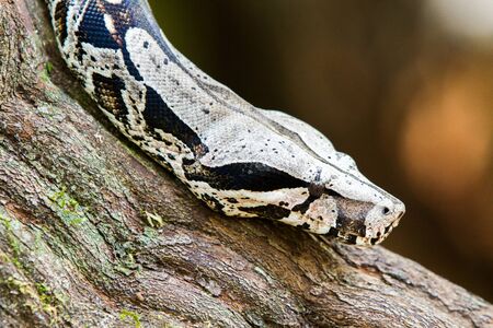 Close-up of grey and beige snake