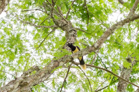 Plush-crested Jayの写真素材