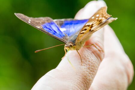 Close-up of colorful butterflyの写真素材