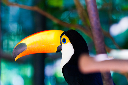 Close-up of the toco toucan Ramphastos toco.の写真素材