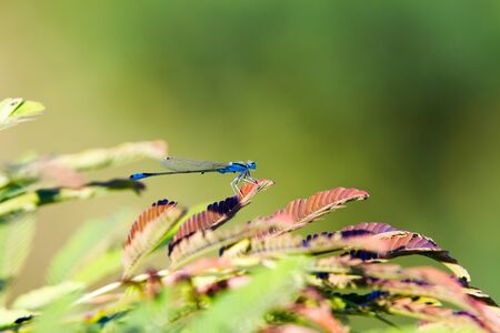 Common Bluetail Damselfly (dragonfly, Ischnura heterosticta)の写真素材