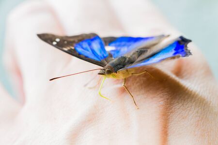 Close-up of colorful butterfly