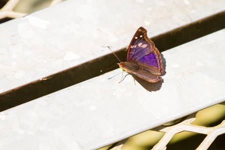 Close-up of colorful butterflyの写真素材