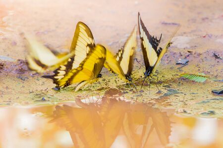 Close-up of colorful butterflyの写真素材