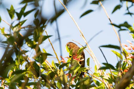 Black birdの写真素材