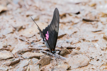 Close-up of colorful butterflyの写真素材