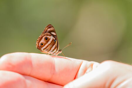 Close-up of colorful butterflyの写真素材